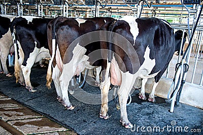 Cows in farm, Cow milking facility with modern milking machines Stock Photo