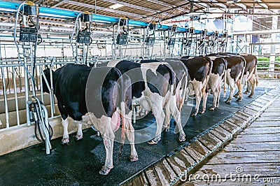 Cow milking facility with modern milking machines. Stock Photo