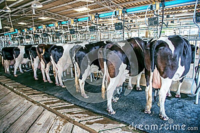 Cows in farm, Cow milking facility with modern milking machines Stock Photo