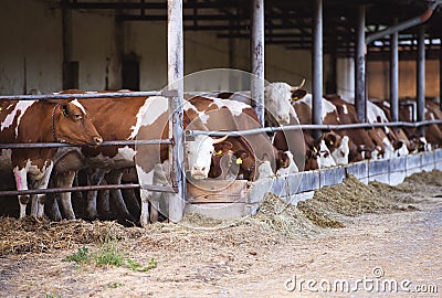 Cows in a farm cowshed Stock Photo
