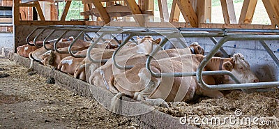 Cows in a farm cowshed Stock Photo