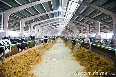 Cows in a farm. Dairy cows Stock Photo