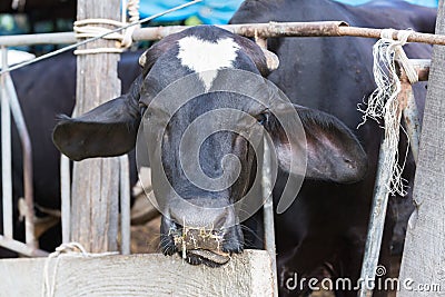 Cows in a farm, Dairy cows eating in a farm. Stock Photo