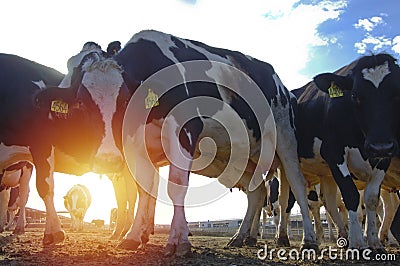 Cows in a farm of dairy plant on a sunny day with blue sky Stock Photo