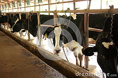 Cows on Farm Stock Photo