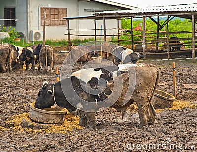 Cows at farm Stock Photo