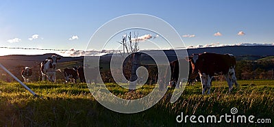 Cows on the farm in Shoalhaven Stock Photo