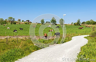 Cows on a farm while walking around Halandsvatnet lake Editorial Stock Photo