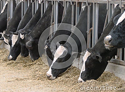 Cows Feeding Stock Photo