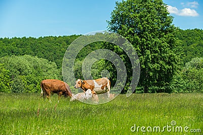 Cows feeding on a green pasture Stock Photo