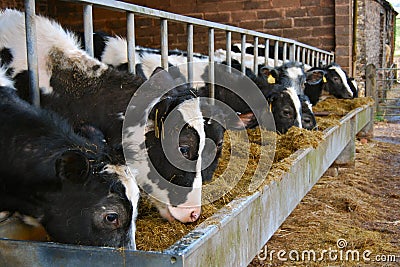 Cows feeding from a metal trough Stock Photo