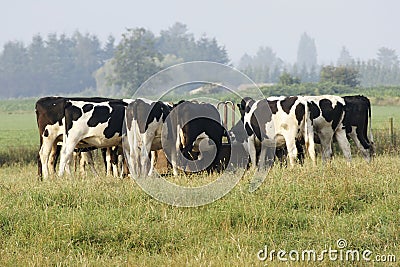 Cows Feeding Trough Stock Photo