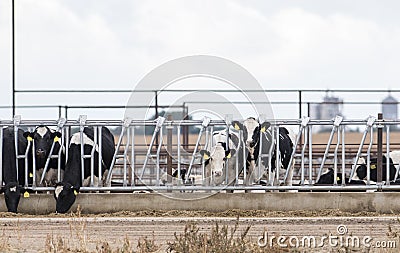 Cows at a Feedlot Eating at a Trough Stock Photo
