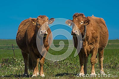 Cows in the field Stock Photo