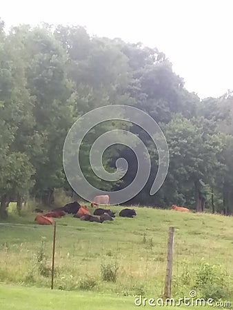 Cows in a field Stock Photo