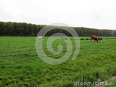 Cow in a farmer`s field Stock Photo