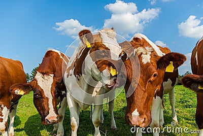 Summery funny cows in field with tongue hanging out Stock Photo