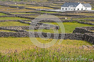 Cows in a field and traditional stone fences. White house in the background. Inishmore, Aran Islands, County Galway, Ireland. Stock Photo