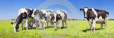 Cows in a fresh grassy field on a clear day Stock Photo