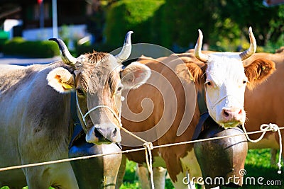Cows Getting Ready For The Aelplerfest Stock Photo