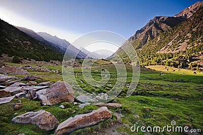 Cows, grass and mountains Stock Photo