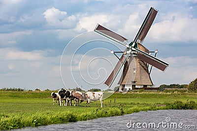 5 cows in a grass pasture in front of a historical Akkersloot windmill in Oud Ade Stock Photo