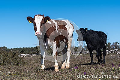 Cows in a grassland in spring season Stock Photo