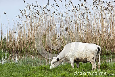 Cows graze Stock Photo