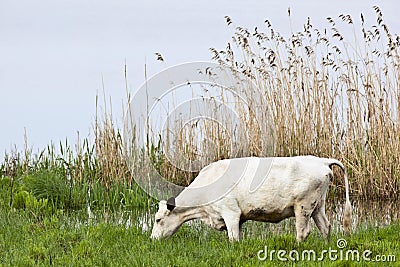 Cows graze Stock Photo