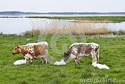 Cows graze Stock Photo