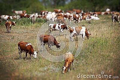 Cows graze Stock Photo