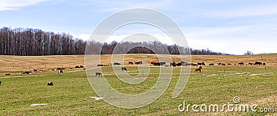Cows Graze Across The Landscaped Pasture Stock Photo