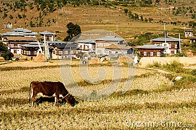 Cows graze on the Bhutan mountain Stock Photo