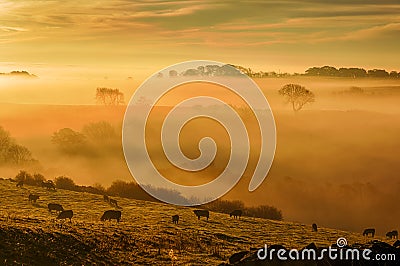 Cows graze on dewy grass in the golden misty light of a setting sun Stock Photo