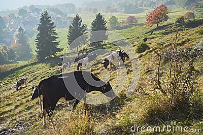 Cows graze in a field Stock Photo