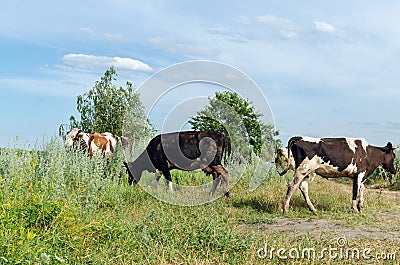 Cows graze in a field on green grass Stock Photo