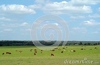 Cows graze in a green grass field Stock Photo