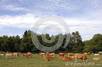 Cows graze in a green grass field Stock Photo