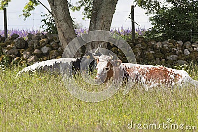 Cows graze lying Stock Photo