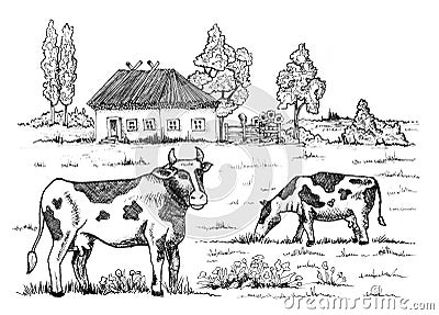 Cows graze in the meadow against the backdrop of a country rural house Cartoon Illustration