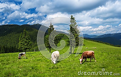 Cows graze on the mountain meadows of the Carpathians. Stock Photo