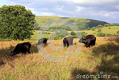 Cows Grazing Stock Photo