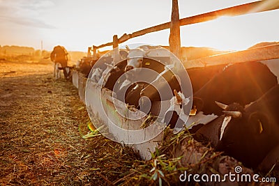 Cows grazing on farm yard at sunset. Cattle eating grass and walking outdoors at sunset. Farming and agriculture Stock Photo