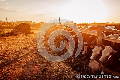 Cows grazing on farm yard at sunset. Cattle eating and walking outdoors Stock Photo