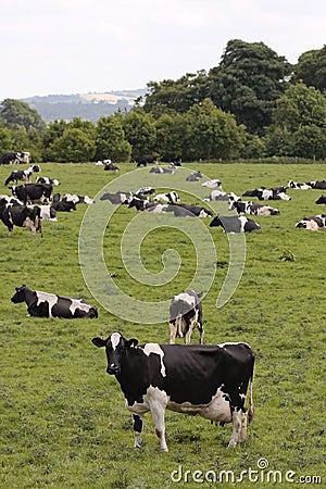 Cows in grazing field Stock Photo