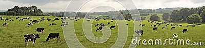 Cows grazing in field Stock Photo