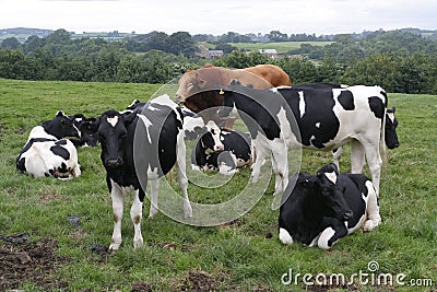 Cows grazing in field Stock Photo