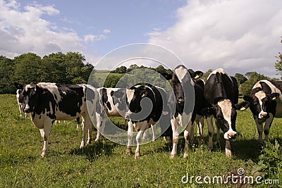 Cows grazing in field Stock Photo