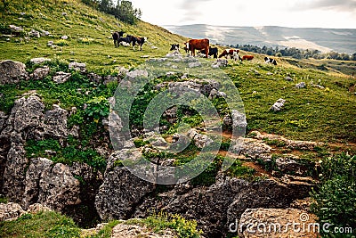 Cows grazing in fresh green meadows. Cattle on pasture in alpine mountains Stock Photo