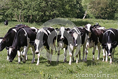 Cows grazing in fresh pastures Stock Photo